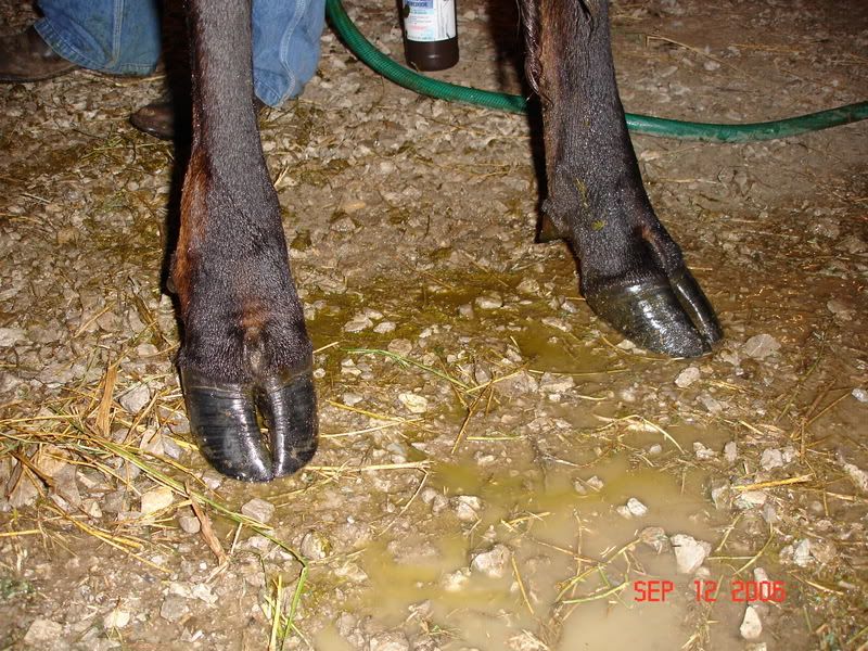 Different hoof problem (updated w/pics) Keeping A Family Cow