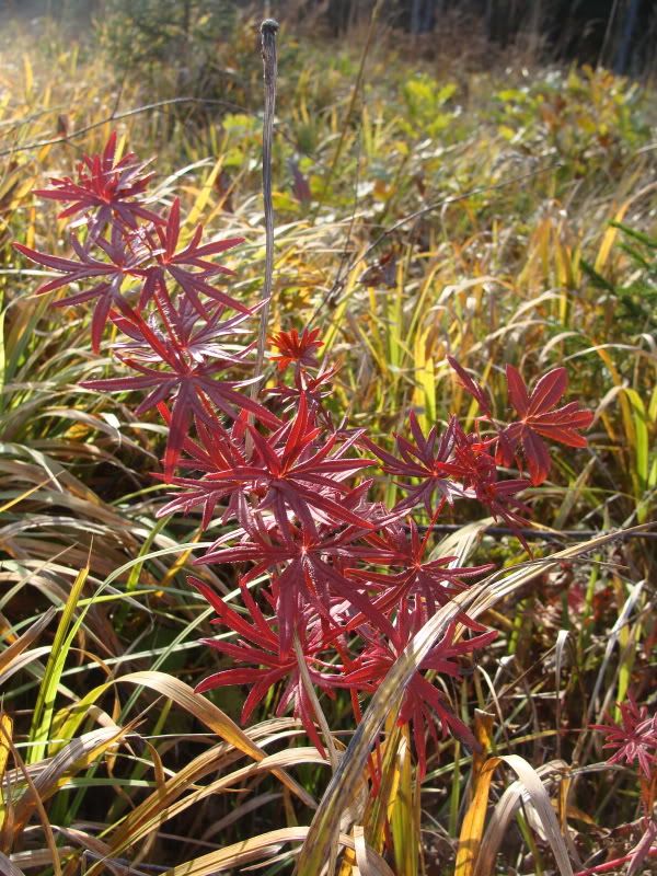 [Pilt: oktoober2010078.jpg]