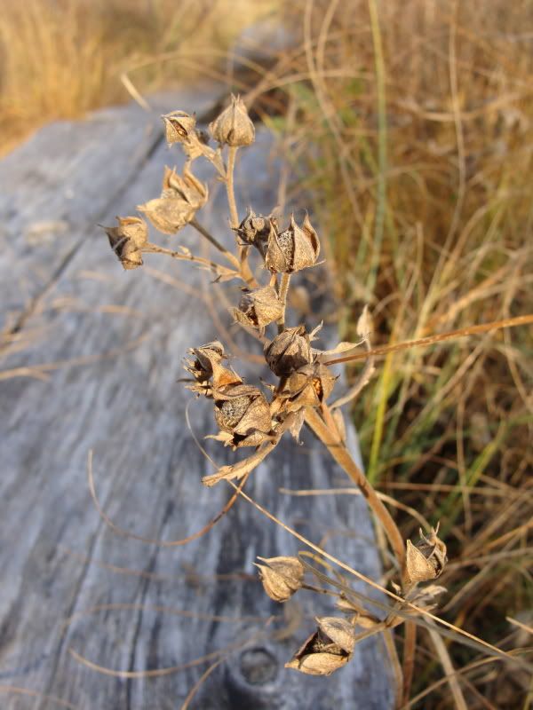 [Pilt: oktoober2010182.jpg]