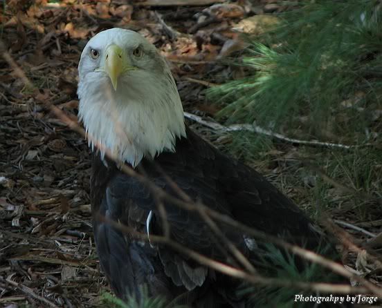 IMAGE: http://i100.photobucket.com/albums/m12/Torkk/0006.jpg