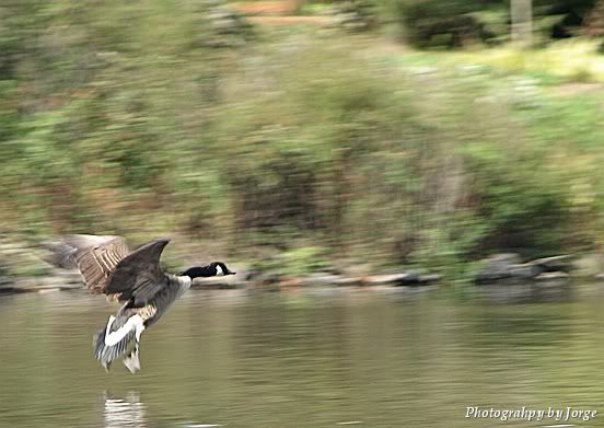 IMAGE: http://i100.photobucket.com/albums/m12/Torkk/0008.jpg