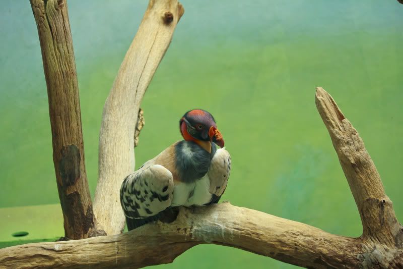 IMAGE: http://i100.photobucket.com/albums/m12/Torkk/60D/IMG_1265a.jpg