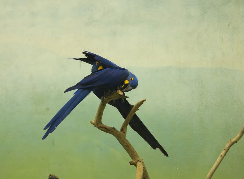 IMAGE: http://i100.photobucket.com/albums/m12/Torkk/60D/IMG_1267a.jpg