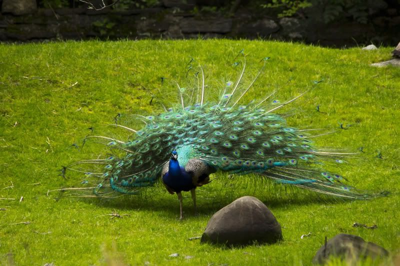 IMAGE: http://i100.photobucket.com/albums/m12/Torkk/60D/_MG_1319a.jpg