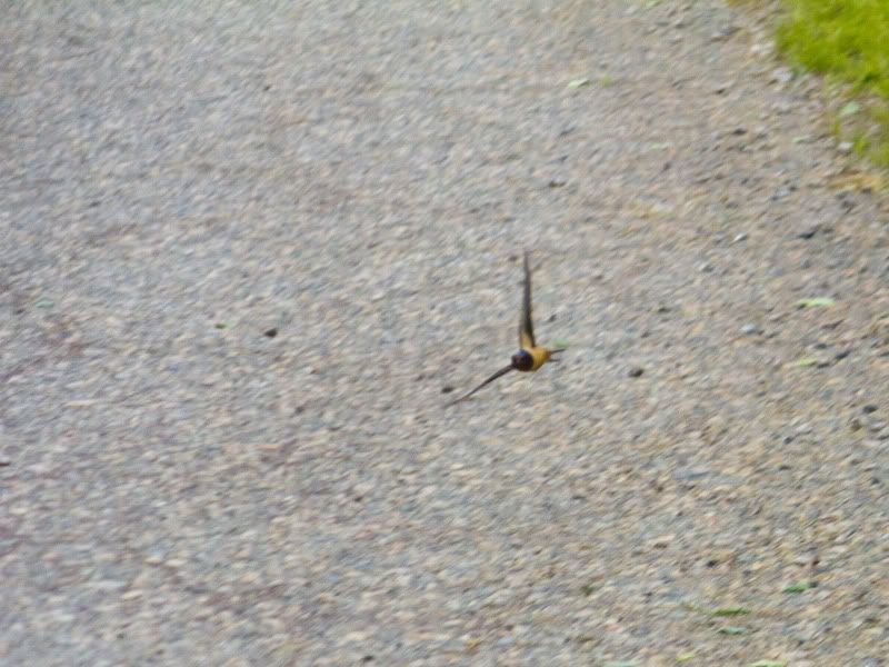 IMAGE: http://i100.photobucket.com/albums/m12/Torkk/60D/bird1.jpg