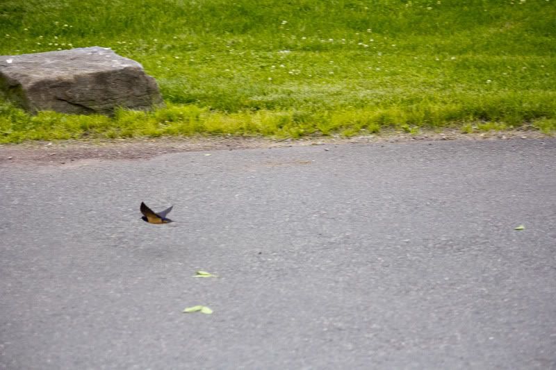 IMAGE: http://i100.photobucket.com/albums/m12/Torkk/60D/bird2.jpg