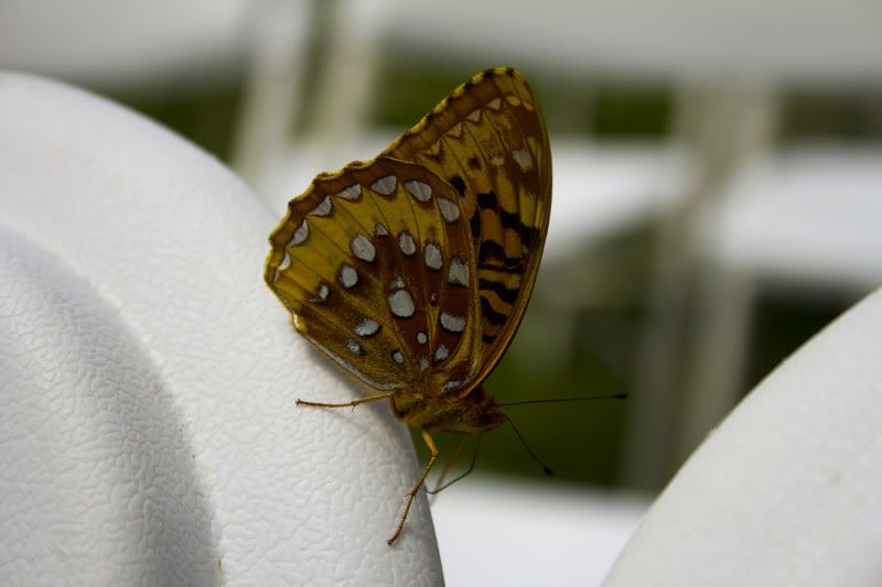 IMAGE: http://i100.photobucket.com/albums/m12/Torkk/60D/butterfly1.jpg