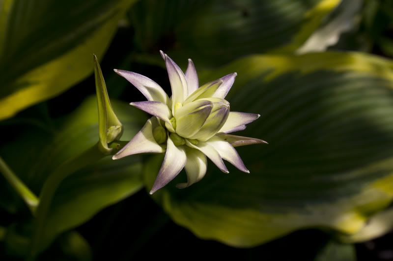 IMAGE: http://i100.photobucket.com/albums/m12/Torkk/60D/flower3.jpg