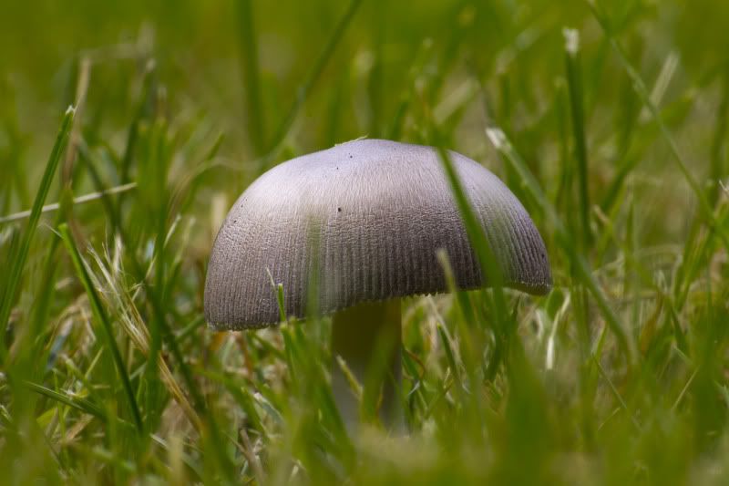 IMAGE: http://i100.photobucket.com/albums/m12/Torkk/60D/shroom1.jpg