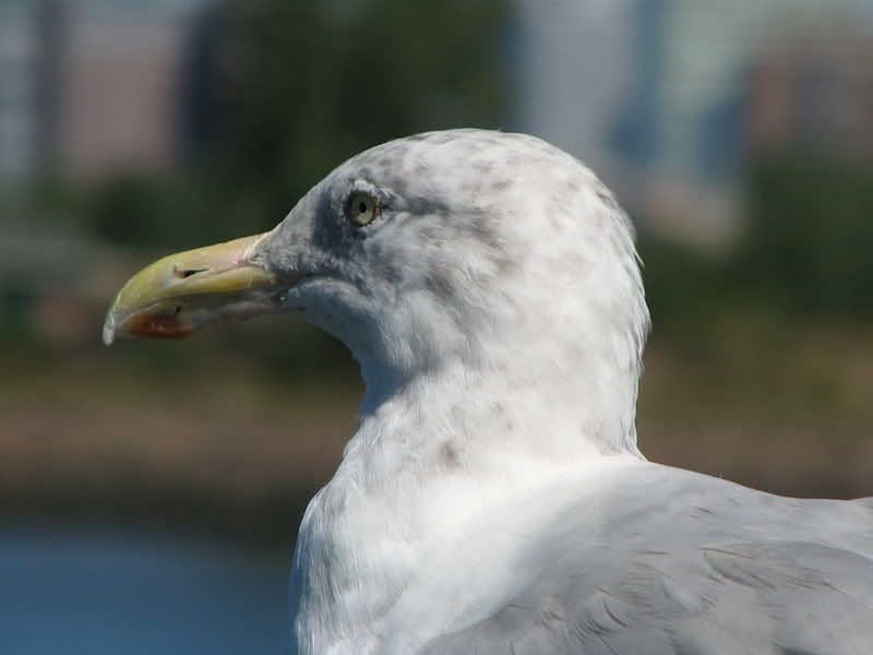 IMAGE: http://i100.photobucket.com/albums/m12/Torkk/IMG_1388.jpg