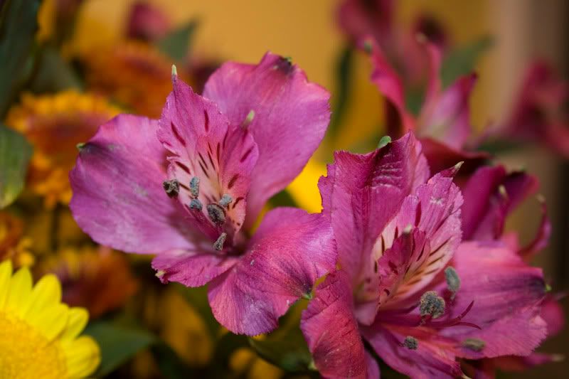 IMAGE: http://i100.photobucket.com/albums/m12/Torkk/IMG_7175.jpg