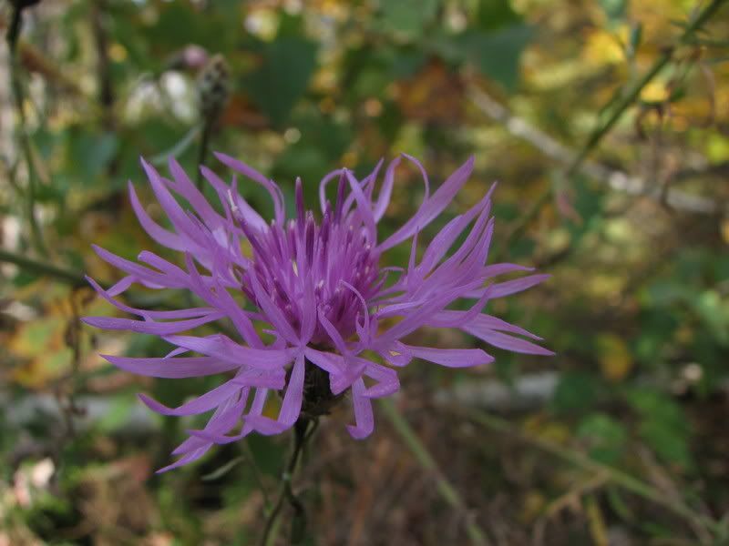 IMAGE: http://i100.photobucket.com/albums/m12/Torkk/TEST/IMG_1588.jpg