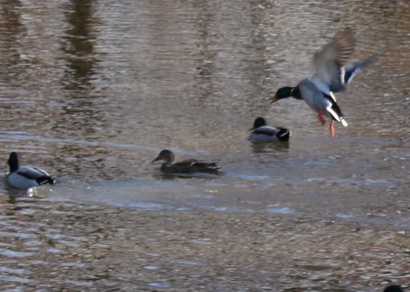 IMAGE: http://i100.photobucket.com/albums/m12/Torkk/duck2.jpg