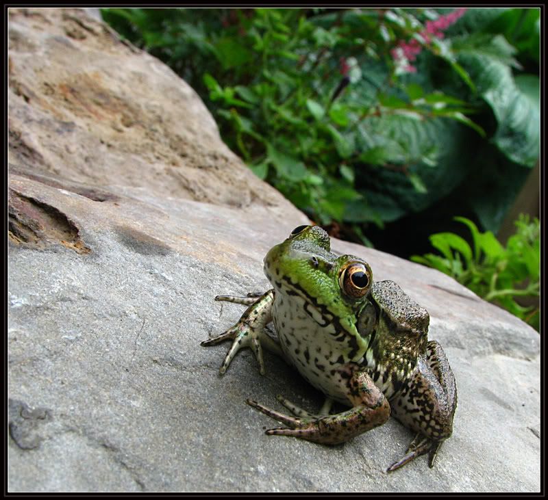 IMAGE: http://i100.photobucket.com/albums/m12/Torkk/frog.jpg