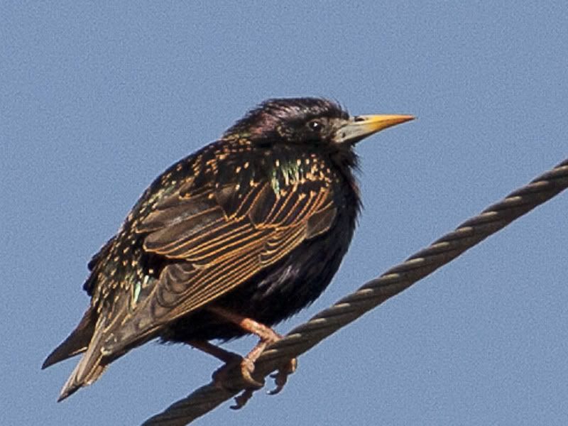 IMAGE: http://i100.photobucket.com/albums/m12/Torkk/starling.jpg