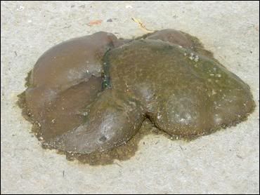 Blob - zooids at lake grapevine in Dallas