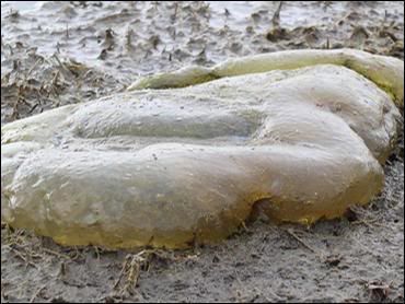 Blob at Lake Grapevine in Dallas, TX