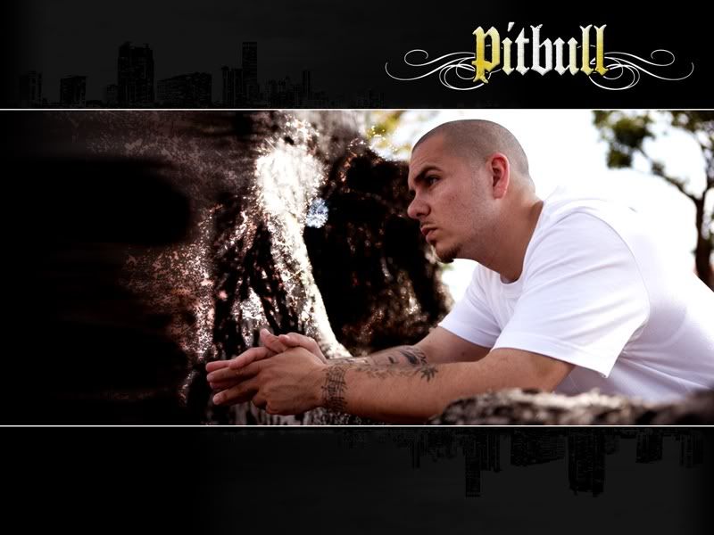 pitbull wallpaper