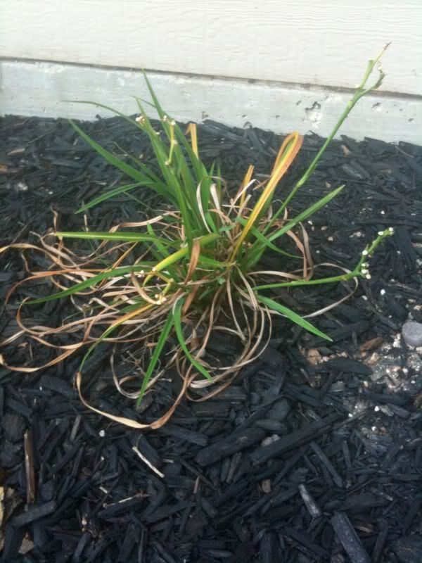 Daylily dying?