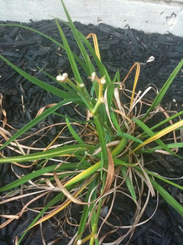 Daylily dying?