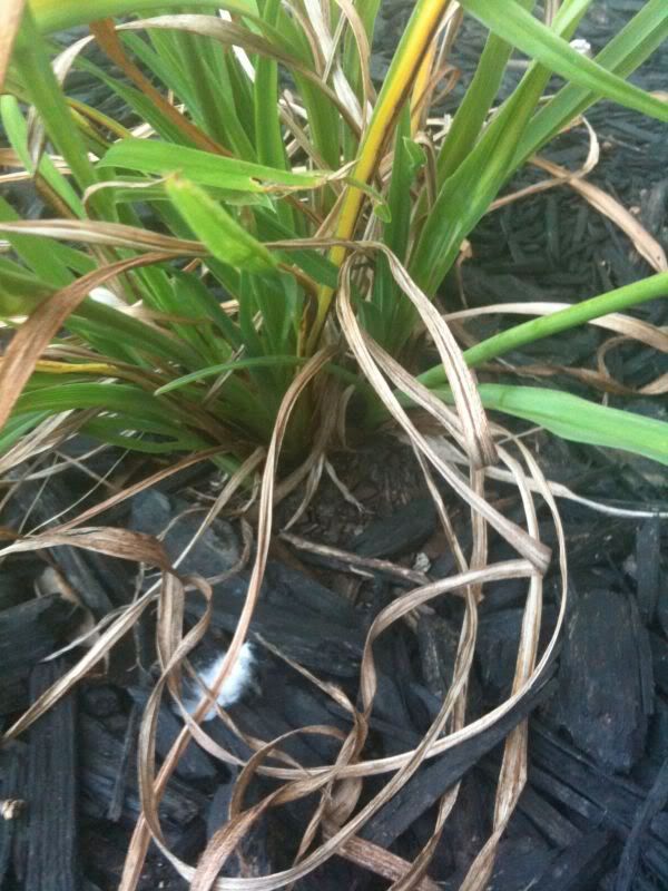 Daylily dying?