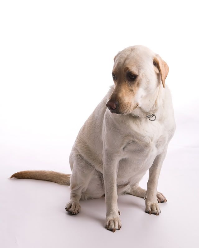 IMAGE: http://i100.photobucket.com/albums/m16/taygull/sandy4.jpg