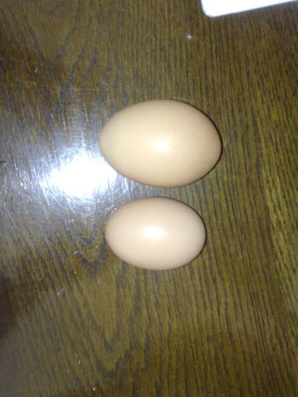 largeEgg006.jpg