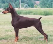 doberman Pictures, Images and Photos