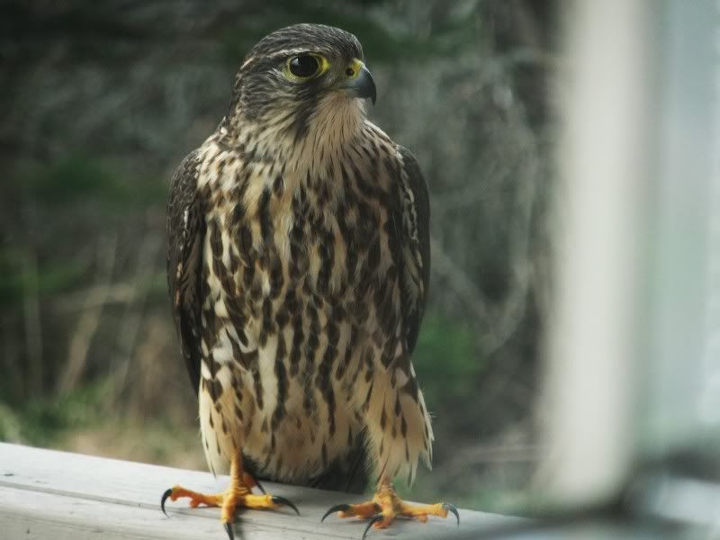Can Anybody Identify This Bird ? Photo Gallery Photos Nova Scotia