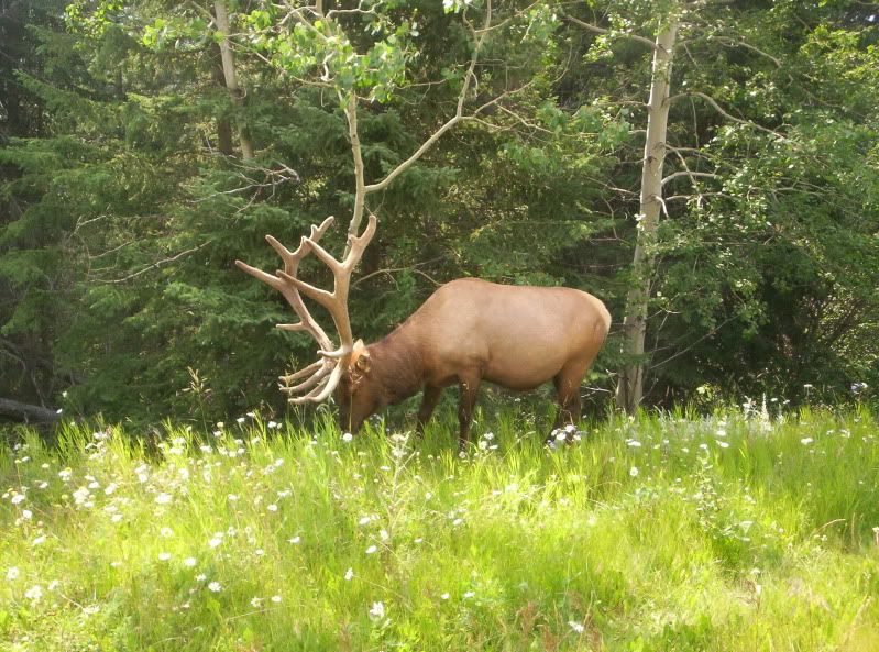 Ontario Elk Hunting Nova Scotia Hunting Forum