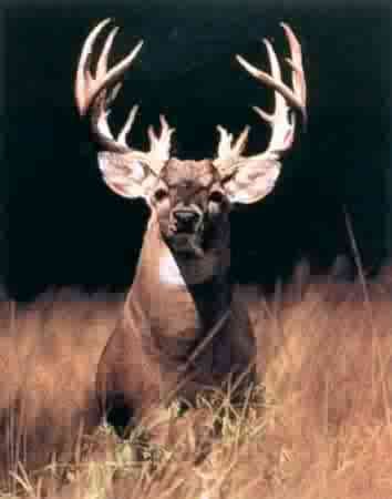 monster buck wallpaper