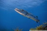Barracuda.jpg Barracuda image by TrustyShellback