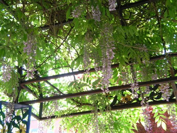 my favorite flower.. Wisteria Pictures, Images and Photos
