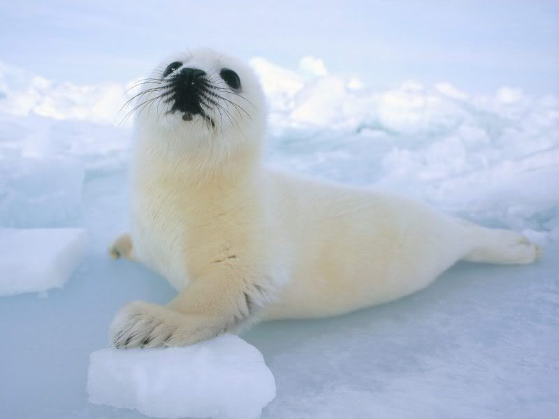 seal. Baby Harp Seal