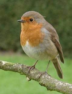 british robin