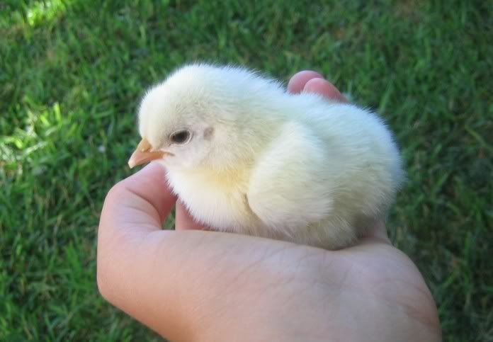 baby chicks. Chicken Chick