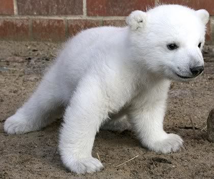 Cute I Love You Bear. Polar Bear. Yes I know you