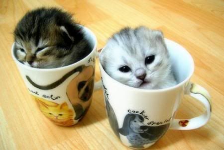 Kittens in Cup