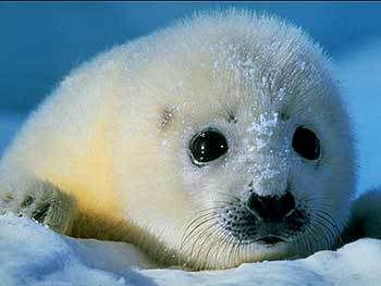Harp Seal Baby