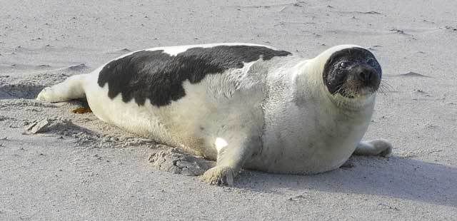 Adult Harp Seal