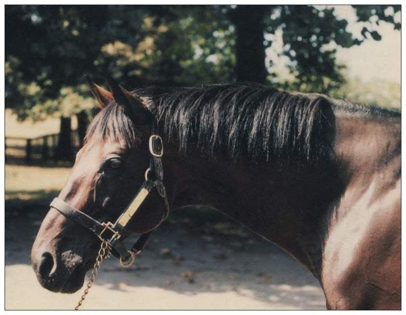 preakness stakes mascot. the Preakness Stakes to be