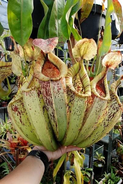 NepenthesDyeriana.jpg