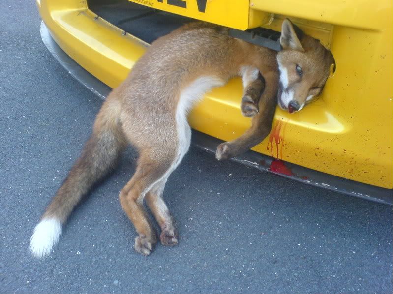 S**T I've hit a Badger Page 2