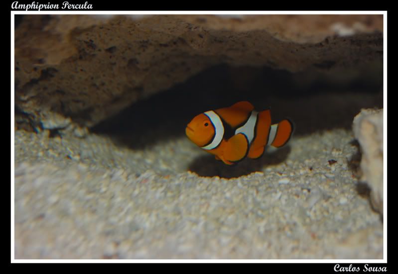 Amphiprionpercula.jpg