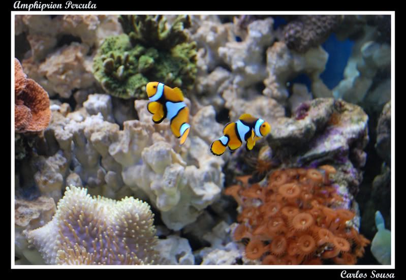 Amphiprionpercula1.jpg