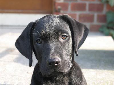 Labrador-Retriever-Puppies.jpg black_lab_puppy image by marihot_csui06