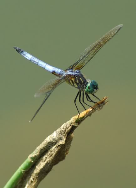 Dragonfly5.jpg