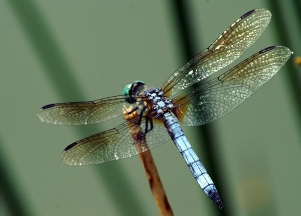 Dragonfly6.jpg