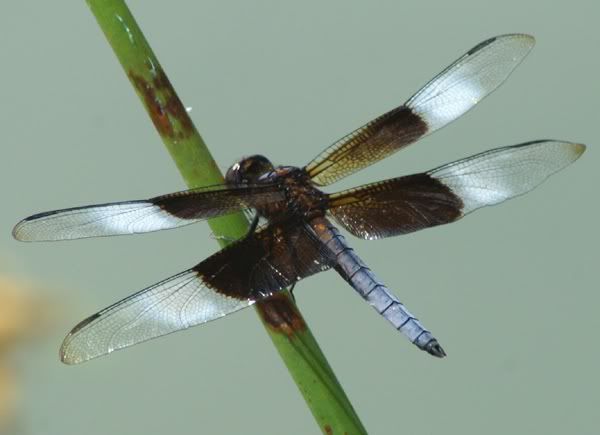 Dragonfly7.jpg