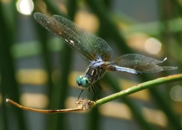 Dragonfly8.jpg